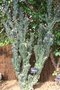 vignette Cereus repandus f. monstruosus
