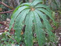 vignette Schefflera rhododendrifolia