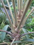 vignette Schefflera rhododendrifolia