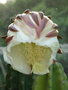 vignette Echinopsis pachanoi en fleur