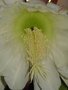 vignette echinopsis pachanoi en fleur