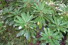 vignette Daphniphyllum macropodum var. humile