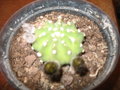 vignette echinopsis subdenudata ou werdermanii ? en boutons