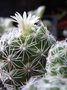 vignette Mammillaria vetula ssp. gracilis