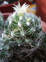 vignette Mammillaria vetula ssp. gracilis