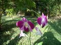 vignette orchide dendrobium phalaenopsis