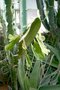 vignette Euphorbia ampliphylla
