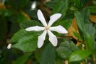 vignette Gardenia jasminoides