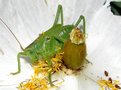 vignette Grande sauterelle verte - Tettigonia viridissima