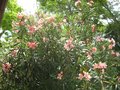 vignette Nerium oleander fleur rose simple au 14 06 09
