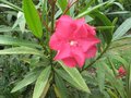 vignette Nerium oleander fleur rouge double au 14 06 09