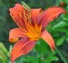 vignette Hmrocalle - Hemerocallis 'Crimson Pirate'