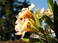 vignette Nerium oleander 'Angiolo Pucci'