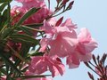 vignette Nerium oleander 'Cavalaire'