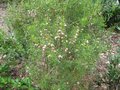 vignette Boronia heterophylla toujours la au 14 06 09
