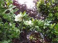 vignette Magnolia grandiflora Exmouth 14 06 09