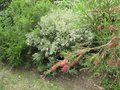 vignette Callistemon rigidus et olearia wakariensis au 14 06 09