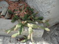 vignette cactus rampant inconnu