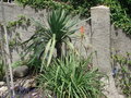 vignette yucca gloriosa et kniphofia