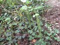 vignette Itea illycifolia au 14 06 09