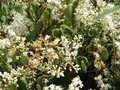 vignette Ligustrum texanum variegatum au 14 06 09