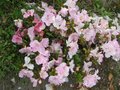 vignette Rhododendron Satsuki au 14 06 09