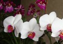 vignette :orchides : phalanopsis