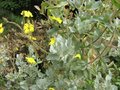 vignette Halimium atriplicifolium au 14 06 09