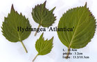 vignette Hydrangea 'Atlantica', feuilles bifides