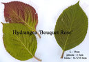 vignette Hydrangea 'Bouquet Rose', feuilles