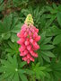 vignette Lupinus ' Mon Chateau' - Lupin