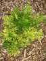 vignette Artemisia vulgaris 'Variegata'
