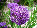 vignette Allium christophii