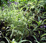vignette Erysimum linifolium variegatum - Vlar  feuilles de Lin