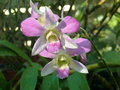vignette orchide