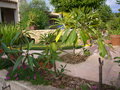 vignette plumerias en pleine terre