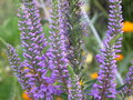 vignette veronica spicata