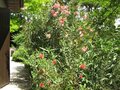 vignette Callistemon laevis et nerium oleander terrasse sud au 16 06 09