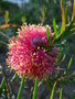 vignette Melaleuca fulgens 'Pink'