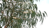 vignette eucalyptus globolus