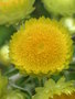 vignette Helichrysum foetidum -Immortelle ftide
