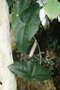 vignette Passiflora coriacea