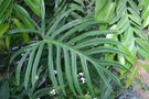 vignette Philodendron elegans