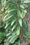 vignette Philodendron longilaminatum