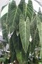 vignette Philodendron melanochrysum