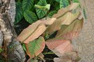 vignette Philodendron ornatum