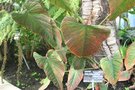 vignette Philodendron ornatum