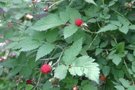 vignette Rubus amabilis