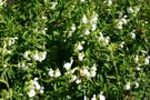 vignette Salvia greggii 'Alba'