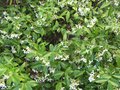 vignette Trachelospermum jasminoides au 17 06 09